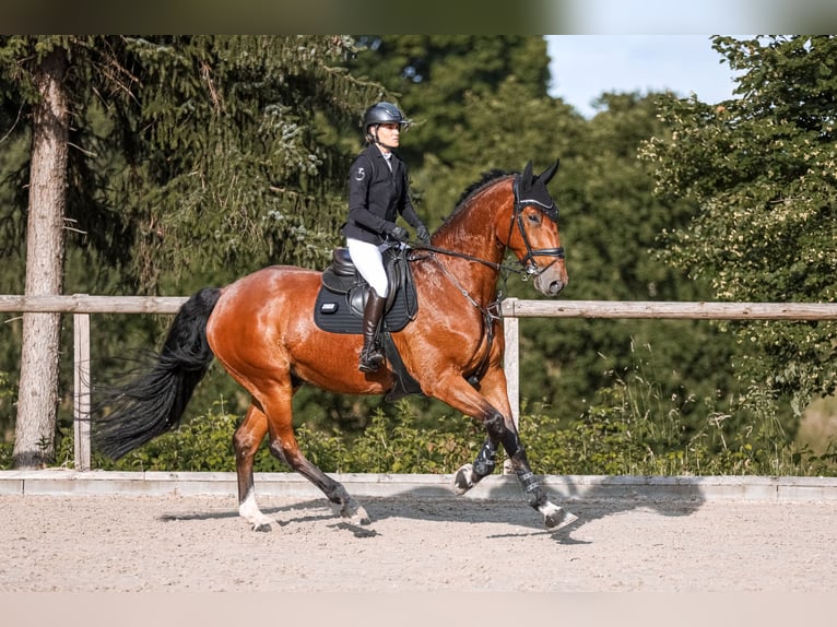 KWPN Wallach 9 Jahre 175 cm Brauner in M&#xFC;nchen
