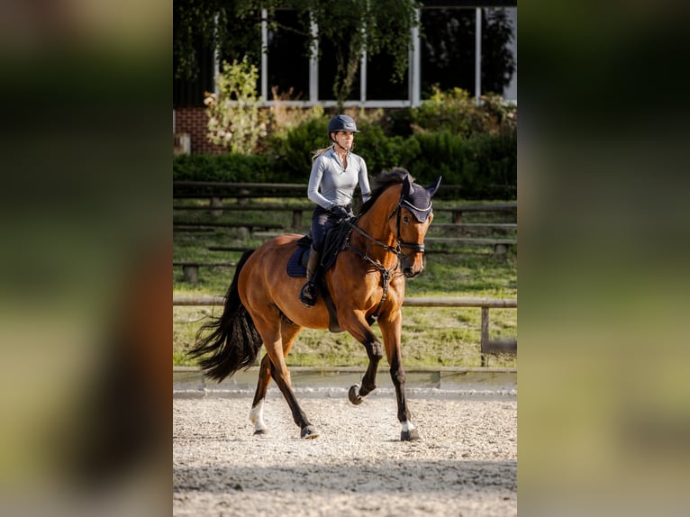 KWPN Wallach 9 Jahre 175 cm Brauner in M&#xFC;nchen