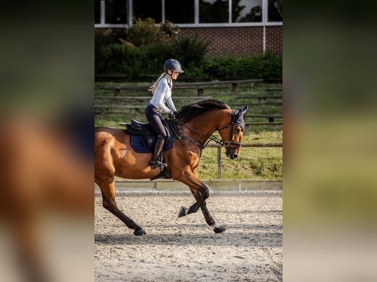 KWPN Wallach 9 Jahre 175 cm Brauner in M&#xFC;nchen