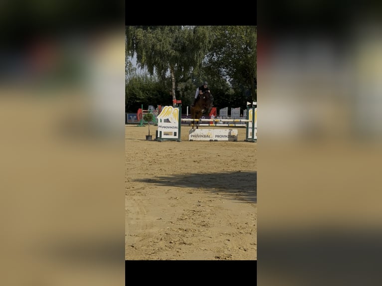 KWPN Wallach 9 Jahre 175 cm Brauner in Dülmen