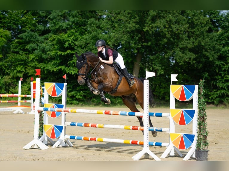 KWPN Wallach 9 Jahre 175 cm Brauner in Dülmen