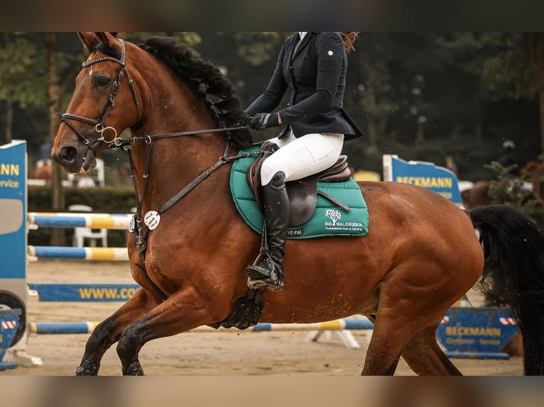 KWPN Wallach 9 Jahre 175 cm Dunkelbrauner in Wetter (Ruhr)