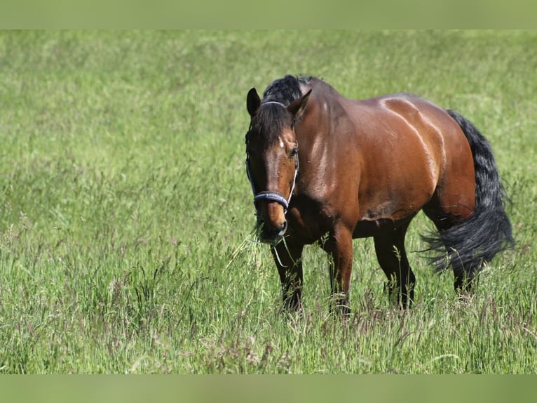 KWPN Wallach 9 Jahre 175 cm Dunkelbrauner in Wetter (Ruhr)