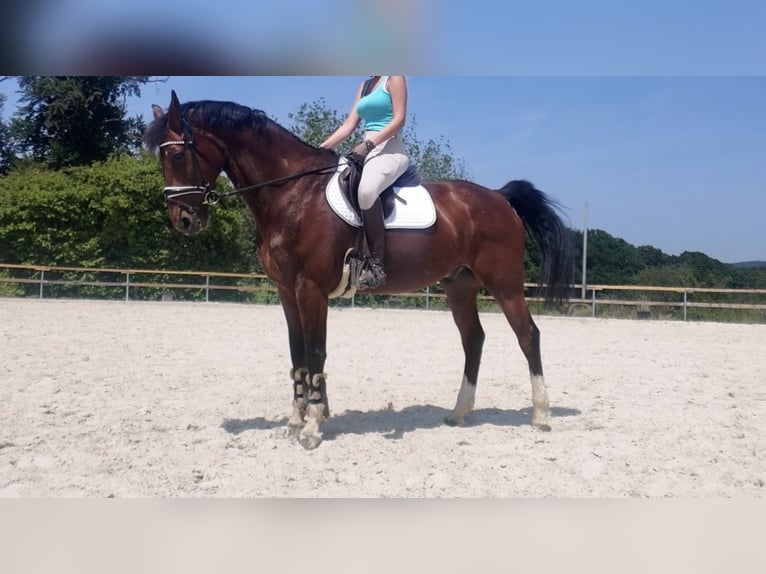 KWPN Wallach 9 Jahre 175 cm Dunkelbrauner in Wetter (Ruhr)