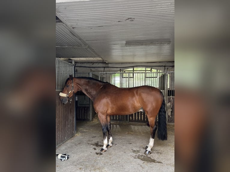 KWPN Wallach 9 Jahre 175 cm Dunkelbrauner in Wetter (Ruhr)