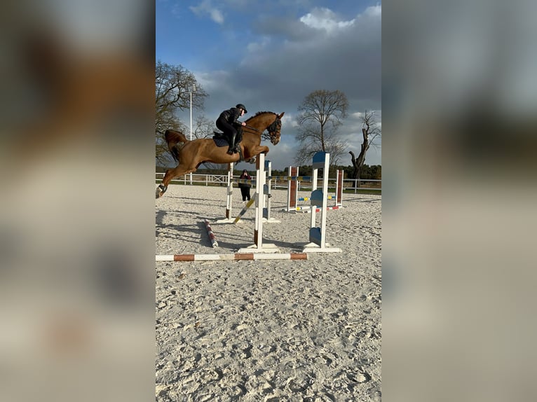 KWPN Wallach 9 Jahre 175 cm Fuchs in Pozna&#x144;