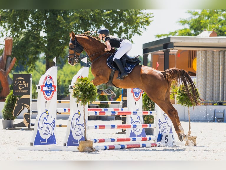 KWPN Wallach 9 Jahre 175 cm Fuchs in Pozna&#x144;