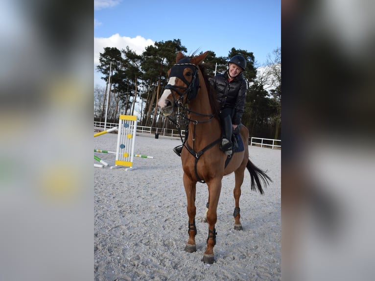 KWPN Wallach 9 Jahre 175 cm Fuchs in Pozna&#x144;