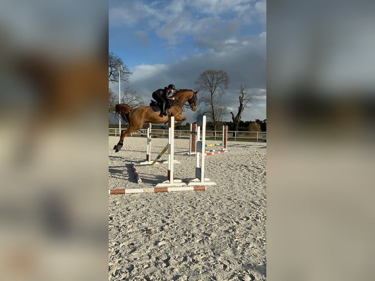 KWPN Wallach 9 Jahre 175 cm Fuchs in Pozna&#x144;