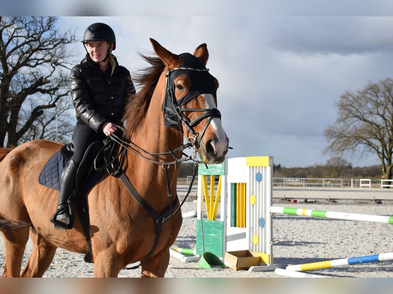 KWPN Wallach 9 Jahre 175 cm Fuchs in Pozna&#x144;