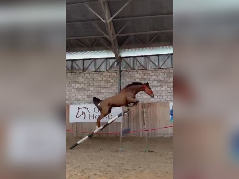 KWPN Wallach 9 Jahre 175 cm Fuchs in Pozna&#x144;
