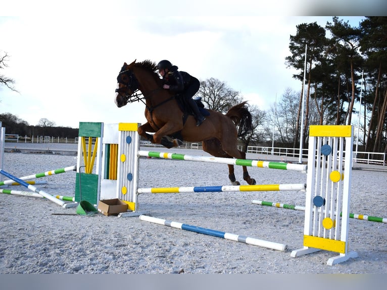 KWPN Wallach 9 Jahre 175 cm Fuchs in Pozna&#x144;