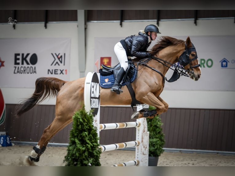 KWPN Wallach 9 Jahre 175 cm Fuchs in Wysogotowo
