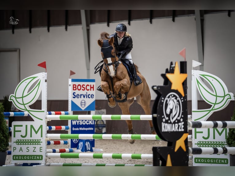 KWPN Wallach 9 Jahre 175 cm Fuchs in Wysogotowo