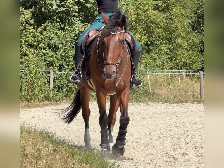 KWPN Wallach 9 Jahre 176 cm Dunkelbrauner in Frankfurt am Main