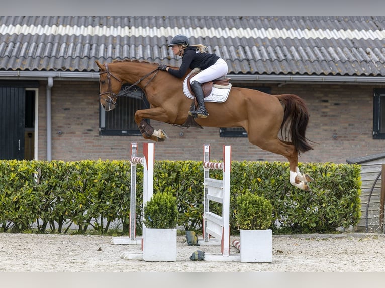 KWPN Wallach 9 Jahre 177 cm  in Waddinxveen