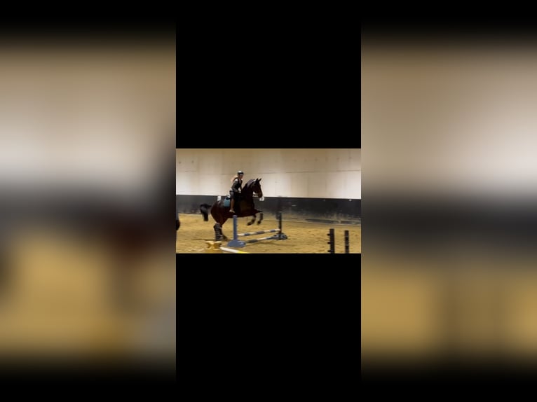 KWPN Wallach 9 Jahre 179 cm Dunkelbrauner in Illingen