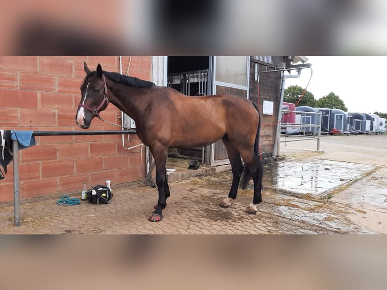 KWPN Wallach 9 Jahre 179 cm Dunkelbrauner in Illingen