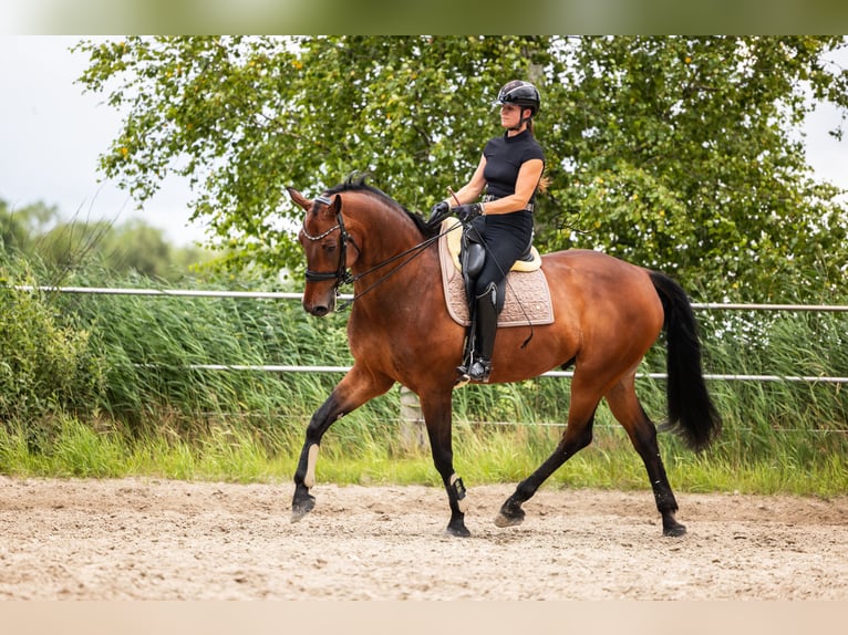 KWPN Wallach 9 Jahre 180 cm Brauner in Tijnje