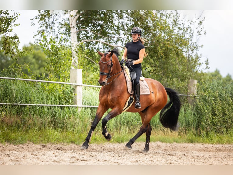 KWPN Wallach 9 Jahre 180 cm Brauner in Tijnje