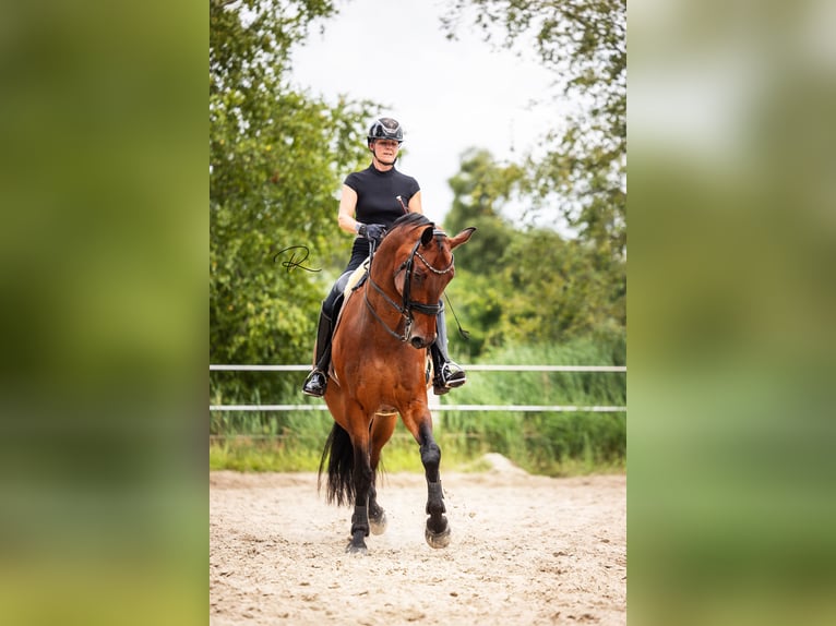 KWPN Wallach 9 Jahre 180 cm Brauner in Tijnje