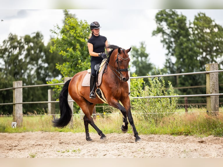KWPN Wallach 9 Jahre 180 cm Brauner in Tijnje