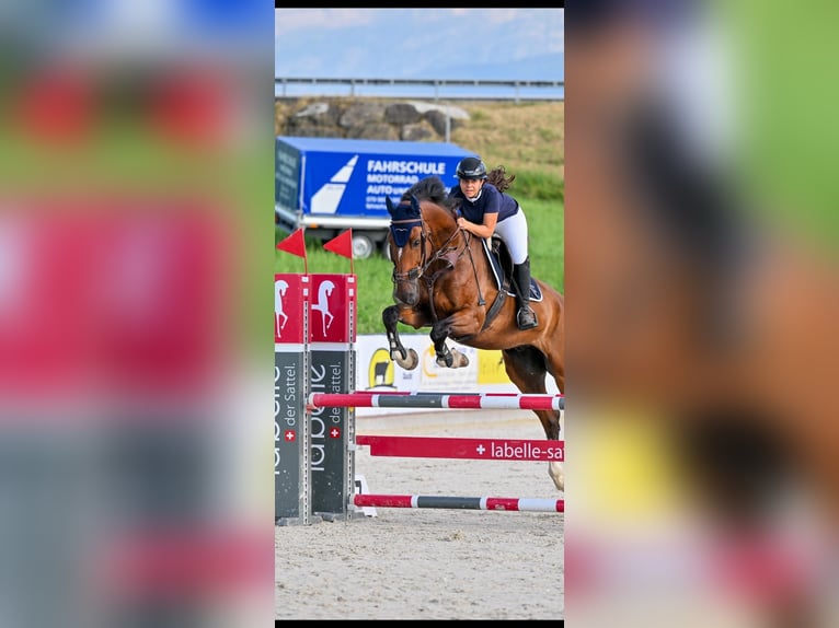 KWPN Wallach 9 Jahre 180 cm Brauner in Buchs