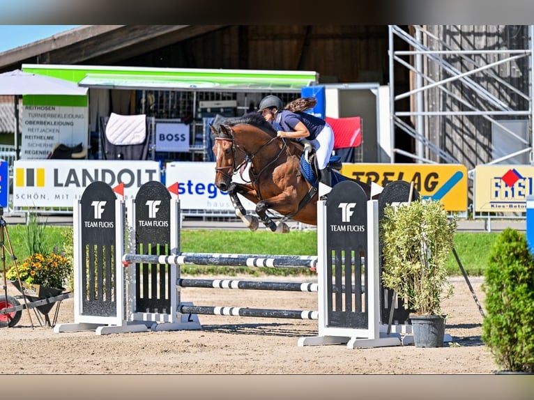 KWPN Wallach 9 Jahre 180 cm Brauner in Buchs