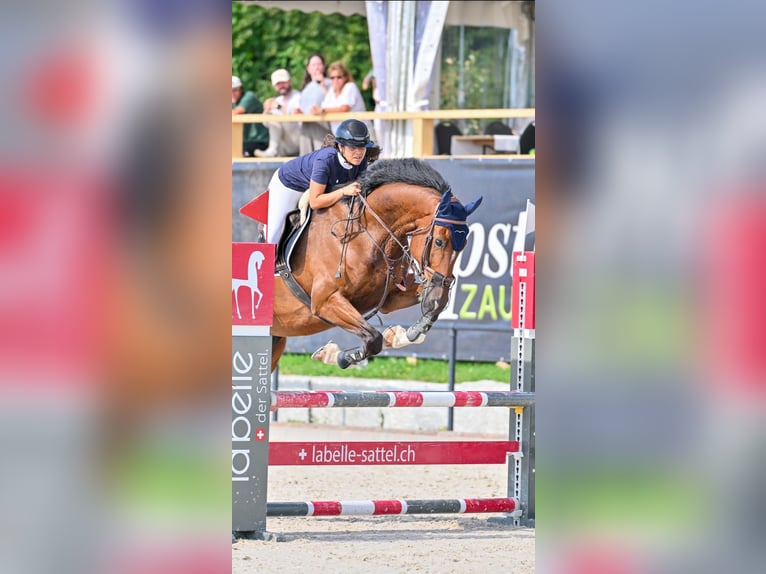 KWPN Wallach 9 Jahre 180 cm Brauner in Buchs