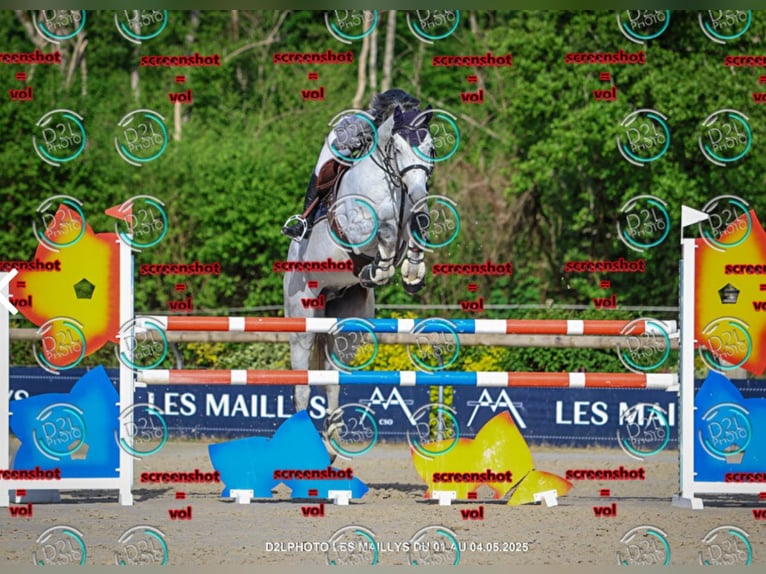 KWPN Wallach 9 Jahre 180 cm Schimmel in Blanzy