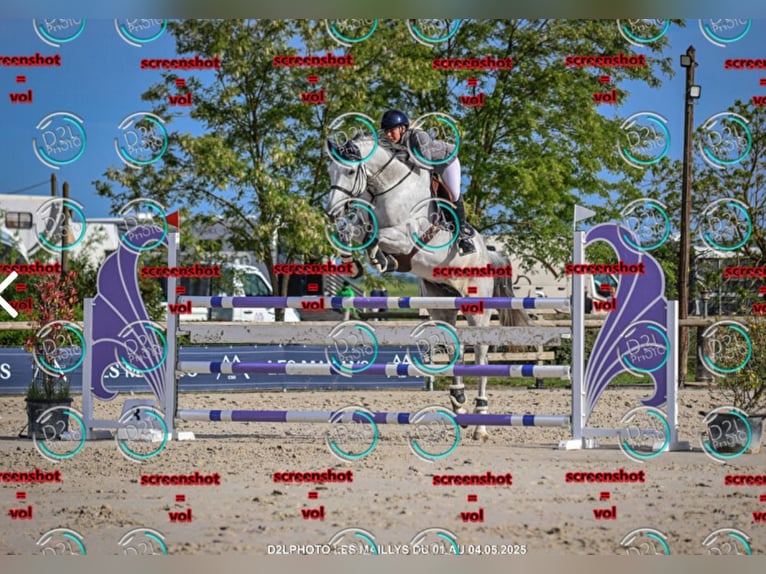 KWPN Wallach 9 Jahre 180 cm Schimmel in Blanzy