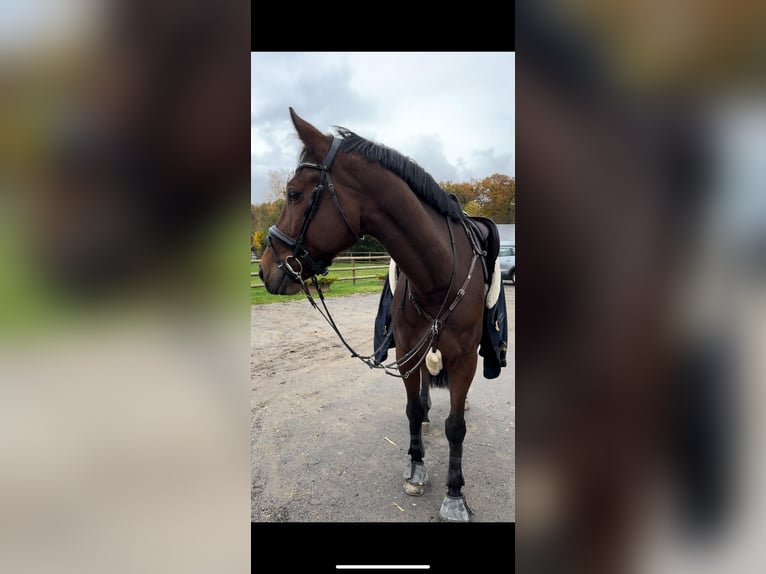 KWPN Wallach 9 Jahre 182 cm Brauner in Meckenheim