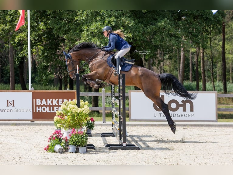 KWPN Wallach 9 Jahre 183 cm Brauner in Wouwse Plantage