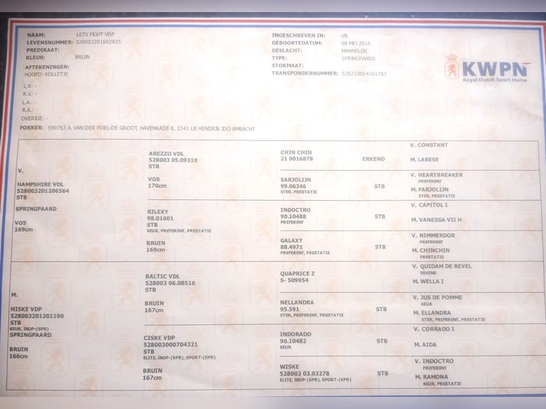 KWPN Wallach 9 Jahre 183 cm Brauner in Wouwse Plantage