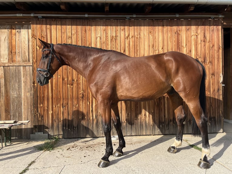 KWPN Wallach 9 Jahre 190 cm Brauner in Stattegg