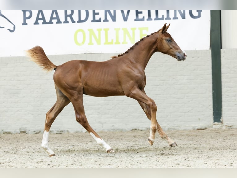 KWPN Wallach Fohlen (04/2025) in Heerde