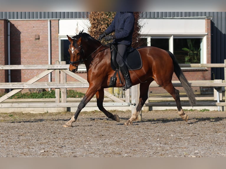 KWPN Yegua 10 años 165 cm Castaño in Lemelerveld