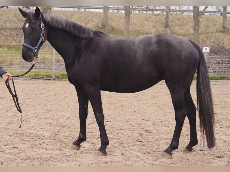 KWPN Yegua 10 años 165 cm Negro in Middenbeemster