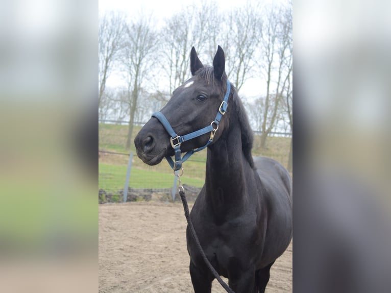 KWPN Yegua 10 años 165 cm Negro in Middenbeemster