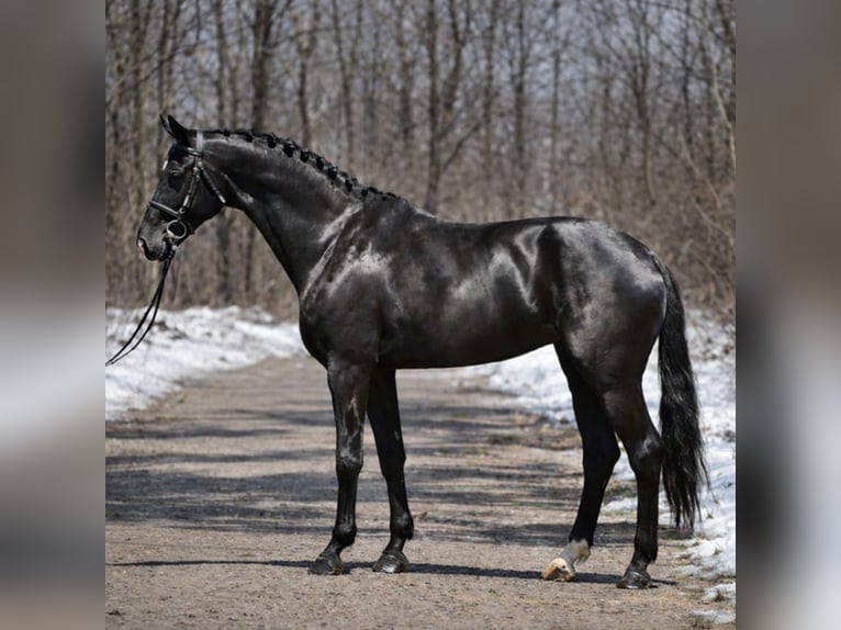 KWPN Yegua 10 años 166 cm Negro in Gyula