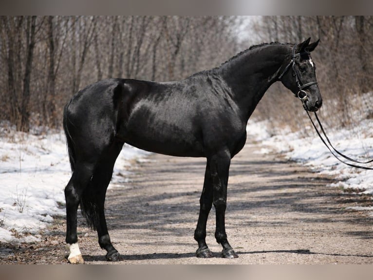 KWPN Yegua 10 años 166 cm Negro in Gyula