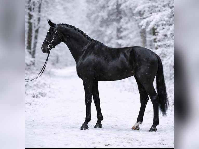 KWPN Yegua 10 años 166 cm Negro in Gyula