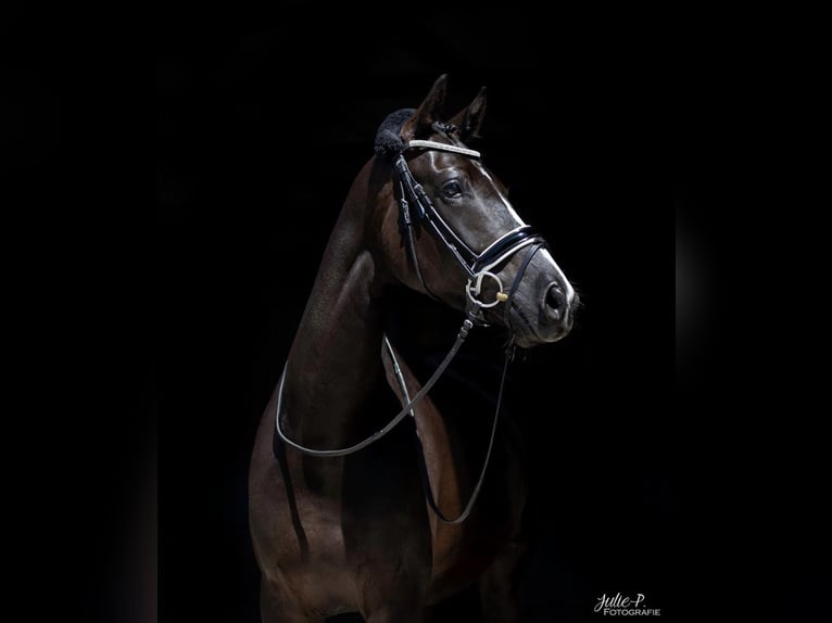KWPN Yegua 10 años 167 cm Negro in Sint Niklaas