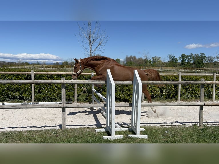 KWPN Yegua 10 años 168 cm Alazán in Valdetorres De Jarama