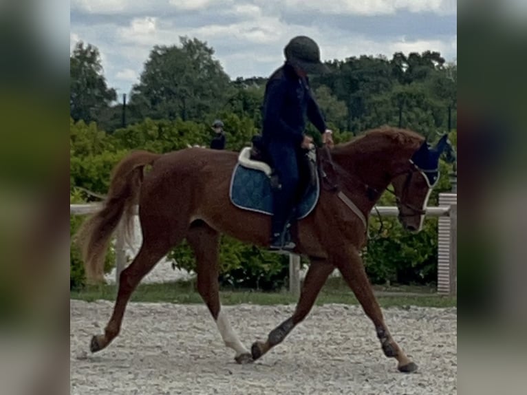 KWPN Yegua 10 años 168 cm Alazán in Valdetorres De Jarama