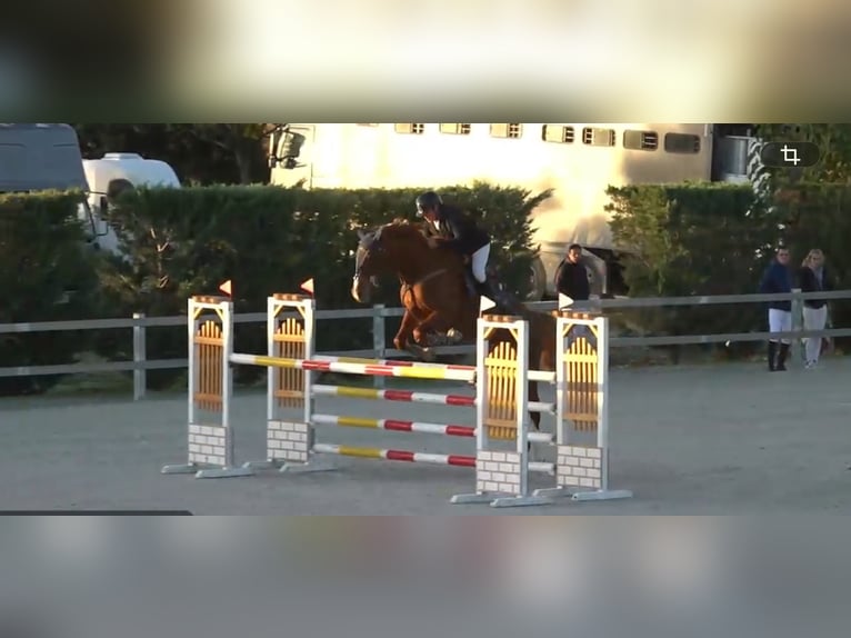 KWPN Yegua 10 años 168 cm Alazán in Valdetorres De Jarama