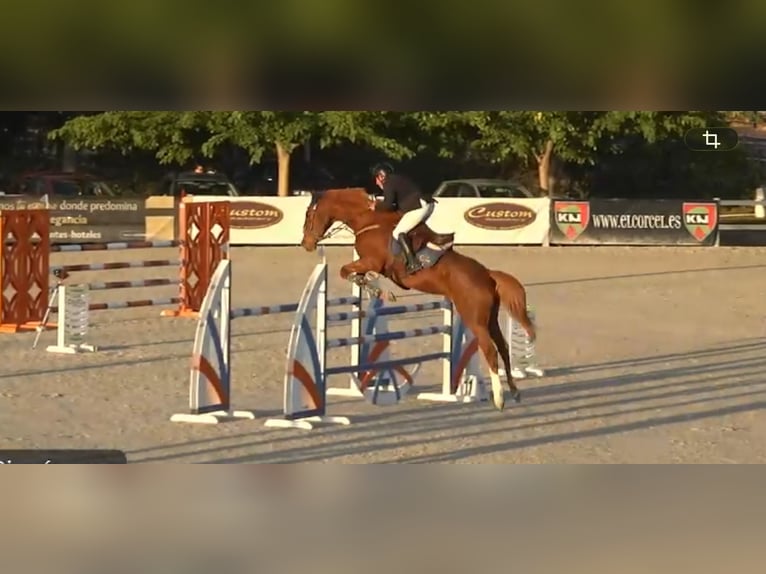 KWPN Yegua 10 años 168 cm Alazán in Valdetorres De Jarama