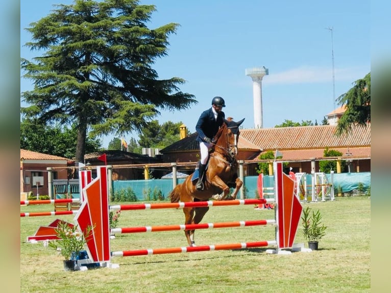 KWPN Yegua 10 años 168 cm Alazán in Valdetorres De Jarama