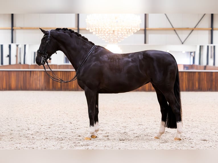 KWPN Yegua 10 años 168 cm Negro in Kwadijk