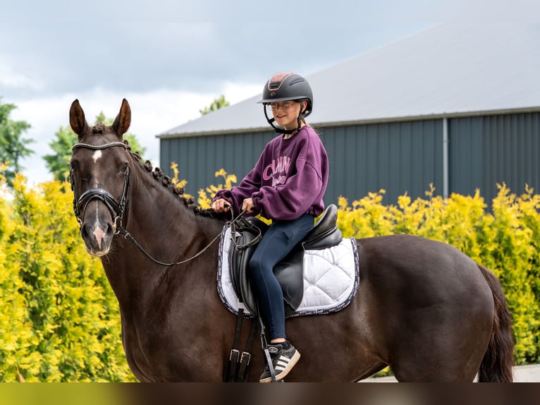 KWPN Yegua 10 años 169 cm Alazán in Kaldenkirchen